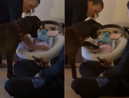 「触っちゃダメ！」赤ちゃんをじっと見守る愛犬の目の前で赤ちゃんに手を伸ばしてみたところ・・、やんわりたしなめられてしまいました