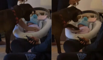 「触っちゃダメ!」赤ちゃんをじっと見守る愛犬の目の前で赤ちゃんに手を伸ばしてみたところ・・、やんわりたしなめられてしまいました
