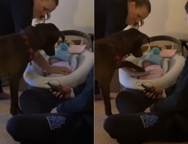 「触っちゃダメ！」赤ちゃんをじっと見守る愛犬の目の前で赤ちゃんに手を伸ばしてみたところ・・、やんわりたしなめられてしまいました