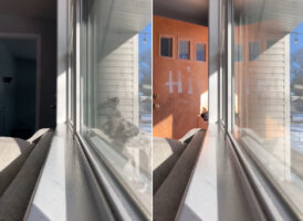 とてもパワフルなグレートデーンの子犬！お家に入ってくる姿がとてもダイナミックなのです！！