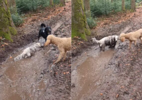 泥遊びを堪能する愛犬たち。よく見れば、一頭は元の毛並みが真っ白だったというのが信じられないくらい全身で満喫していました！！
