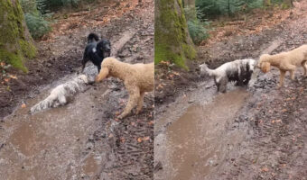 泥遊びを堪能する愛犬たち。よく見れば、一頭は元の毛並みが真っ白だったというのが信じられないくらい全身で満喫していました!!