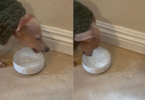 水をちゃんと飲めているのか気になります・・。このイタリアン・グレイハウンド、水の飲み方がちょっと激しすぎる！【アメリカ・動画】！