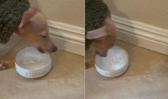 水をちゃんと飲めているのか気になります・・。このイタリアン・グレイハウンド、水の飲み方がちょっと激しすぎる！【アメリカ・動画】！