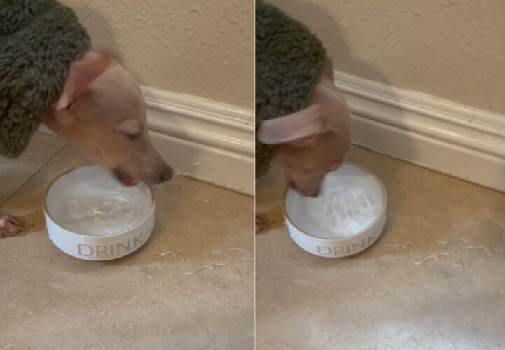 水をちゃんと飲めているのか気になります・・。このイタリアン・グレイハウンド、水の飲み方がちょっと激しすぎる！【アメリカ・動画】！