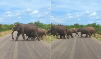 道路を横断するように姿を現したのはゾウの親子・・と思ったら!いったい何頭もいますよ?!?!【海外・動画】