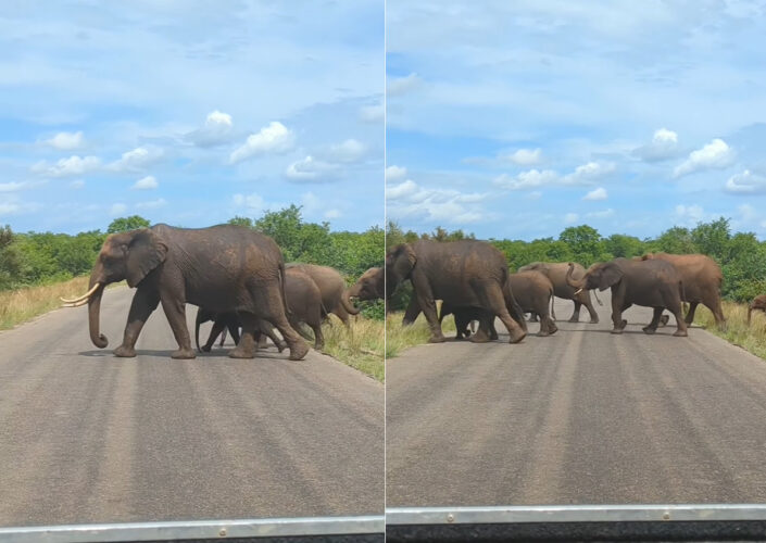 道路を横断するように姿を現したのはゾウの親子・・と思ったら！いったい何頭もいますよ？！？！【海外・動画】