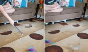 ソファに座って猫じゃらしを右へ左へ。男の子のこの動きにすっかり夢中になっているのは・・、猫ではなく『ある生き物』でした!!