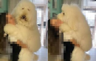 ママさんに抱っこしてもらって満足そうなプードル。しかし、この子はただのプードルではないので、抱っこするママさんも大変そう！！