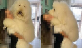 ママさんに抱っこしてもらって満足そうなプードル。しかし、この子はただのプードルではないので、抱っこするママさんも大変そう!!