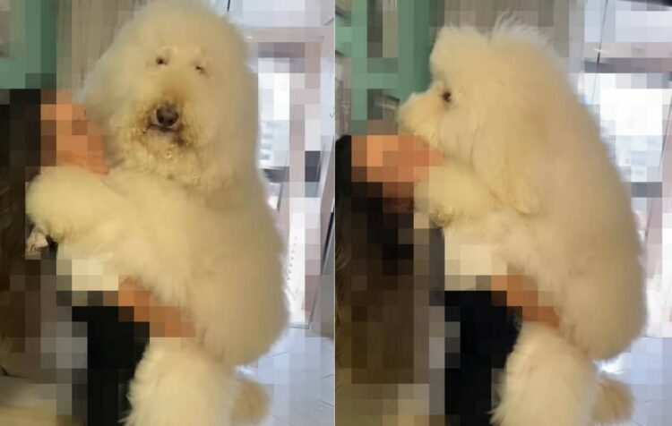 ママさんに抱っこしてもらって満足そうなプードル。しかし、この子はただのプードルではないので、抱っこするママさんも大変そう！！