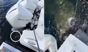 マナティ御用達!?ボートから滴る水を使って歯磨きをしている?マナティの珍しい映像がかわいい