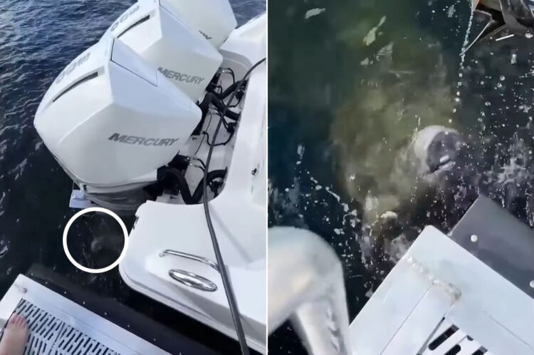 マナティ御用達！？ボートから滴る水を使って歯磨きをしている？マナティの珍しい映像がかわいい