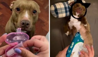 おやすみ前のルーティーンで至福のひととき。至れり尽くせりのケアに愛犬が最高の表情を見せてくれました!!