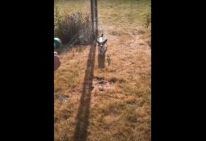 放水中のホースに向かってジャンプ！愛犬のその姿をスローモーション映像で見てみたら大迫力だった！！