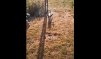 放水中のホースに向かってジャンプ！愛犬のその姿をスローモーション映像で見てみたら大迫力だった！！