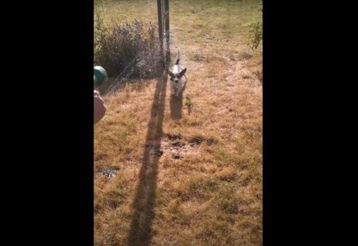 放水中のホースに向かってジャンプ！愛犬のその姿をスローモーション映像で見てみたら大迫力だった！！