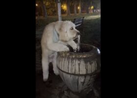 公園の水飲み場でゴクゴク水を飲むゴールデンドゥードル・・ってそっちから飲むの！？