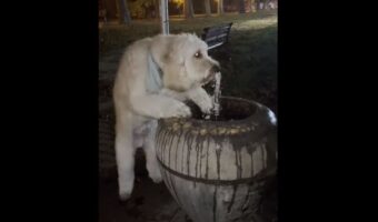 公園の水飲み場でゴクゴク水を飲むゴールデンドゥードル・・ってそっちから飲むの！？