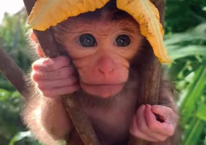 木にギュッとつかまって腰掛けるサルの赤ちゃん。ただでさえかわいいのに、オシャレな帽子までかぶっていますよ！！