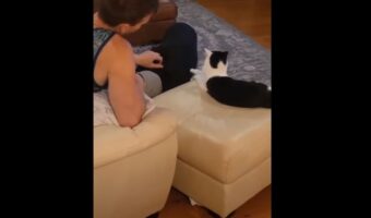 犬の顔がすべてを物語っている・・。飼い主さんにナデナデしてもらっていい気持ちになっていた所に、猫もこっそり参加したら？？