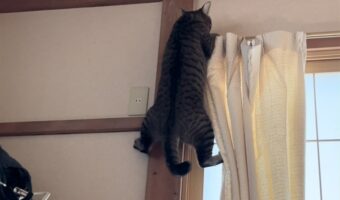 「なぜ行けると思った!?」カーテンレールの上にのぼろうとしたものの、詰んでしまった愛猫が面白いと話題に!