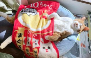 「昨日と温度差あり過ぎて、猫の寝相がバグってるので布団かけといた」気持ちよさそうに寝ている猫の姿が話題に！【Twitter】