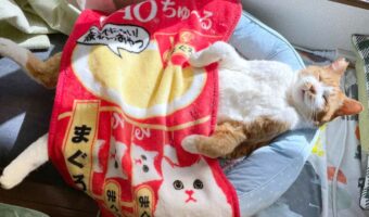 「昨日と温度差あり過ぎて、猫の寝相がバグってるので布団かけといた」気持ちよさそうに寝ている猫の姿が話題に！【Twitter】