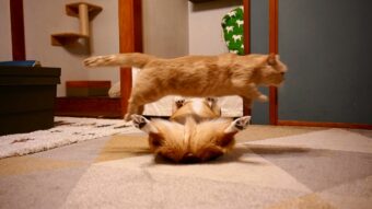 猫がへそ天の犬を飛び越える瞬間をとらえたアクロバティックな一枚が話題に！「驚きのミラクルショットですね！」