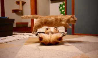 猫がへそ天の犬を飛び越える瞬間をとらえたアクロバティックな一枚が話題に!「驚きのミラクルショットですね!」
