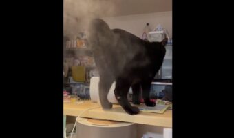 「使い方間違ってるんですけどー」加湿器の使い方が斬新すぎる愛猫が話題に!「かなり優しめのウォシュレット!?」