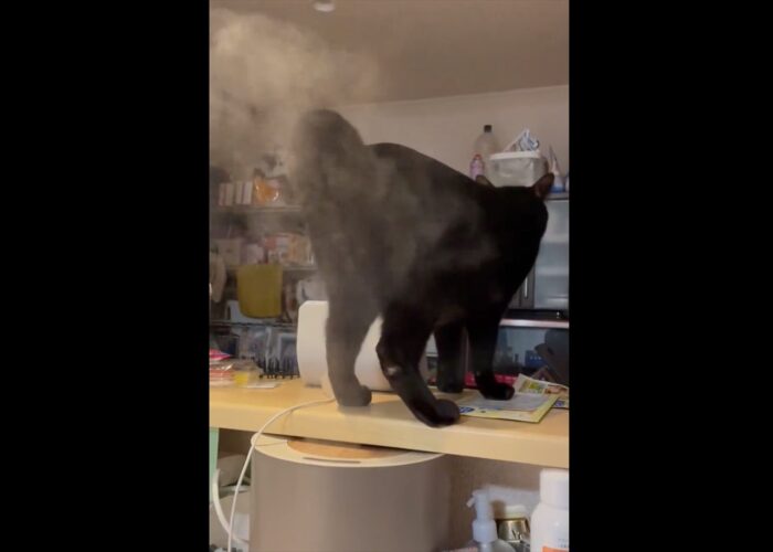 「使い方間違ってるんですけどー」加湿器の使い方が斬新すぎる愛猫が話題に！「かなり優しめのウォシュレット！？」