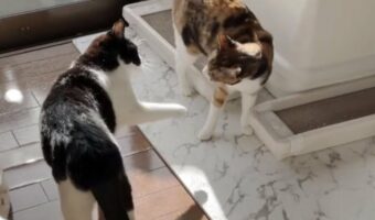 子猫を叱る母猫の“教育的指導”の仕方に多くの反響!!「優しいんだけど、圧があるので効き目がありそう」