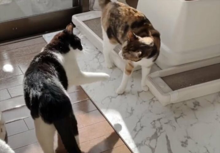 子猫を叱る母猫の“教育的指導”の仕方に多くの反響！！「優しいんだけど、圧があるので効き目がありそう」