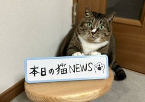 Twitterの人気アカウント”ココニャ”さんの「#本日の猫NEWS」が最高！きょとんとしたり、寝ていたり・・・面白すぎて毎日見たい！