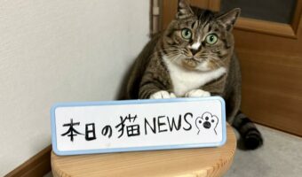 Twitterの人気アカウント”ココニャ”さんの「#本日の猫NEWS」が最高！きょとんとしたり、寝ていたり・・・面白すぎて毎日見たい！