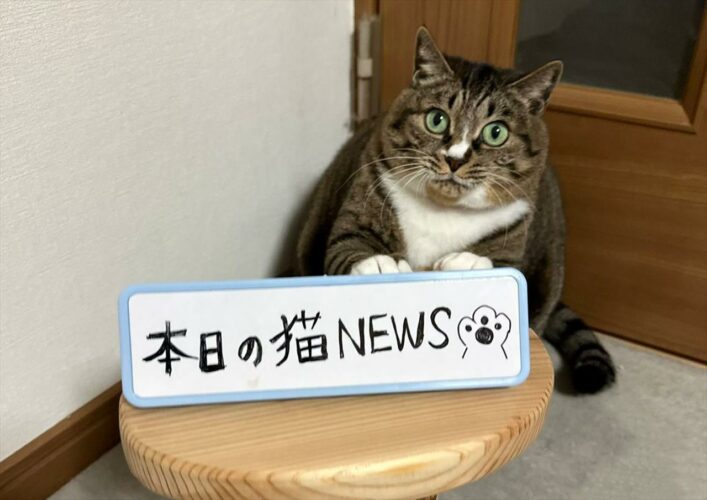 Twitterの人気アカウント”ココニャ”さんの「#本日の猫NEWS」が最高！きょとんとしたり、寝ていたり・・・面白すぎて毎日見たい！