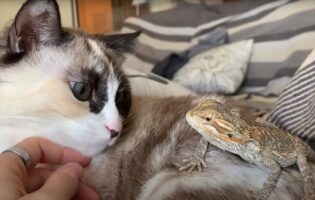 見つめ合う猫とその背中に乗るトカゲ。ふたりは顔を寄せていくのかと思いきや・・、なんだかちょっと違う展開に