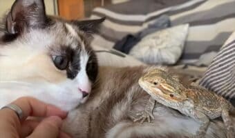 見つめ合う猫とその背中に乗るトカゲ。ふたりは顔を寄せていくのかと思いきや・・、なんだかちょっと違う展開に