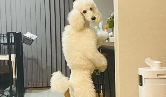 「中に人が入ってるよね？」「白いダウン着てる人だ」オヤツボックスを物色中のスタンダードプードルが話題に！