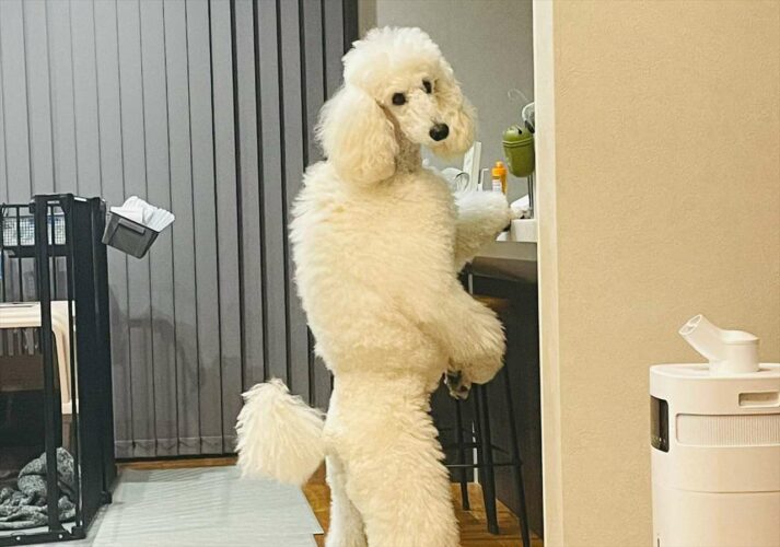 「中に人が入ってるよね？」「白いダウン着てる人だ」オヤツボックスを物色中のスタンダードプードルが話題に！