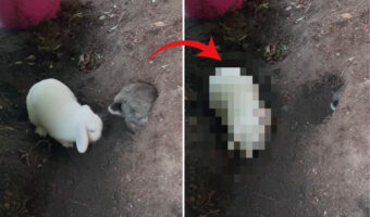 穴掘りに夢中なウサギは周りなんて見えません!後ろにお友達がいるだなんて気付いてもいなかったので・・【海外・動画】