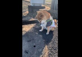 数日前にタヌキと遭遇した場所で、「また会いたいワン」とタヌキを待ち続ける柴犬がけなげで可愛すぎる！