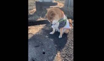 数日前にタヌキと遭遇した場所で、「また会いたいワン」とタヌキを待ち続ける柴犬がけなげで可愛すぎる!