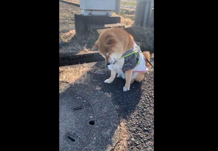 数日前にタヌキと遭遇した場所で、「また会いたいワン」とタヌキを待ち続ける柴犬がけなげで可愛すぎる！
