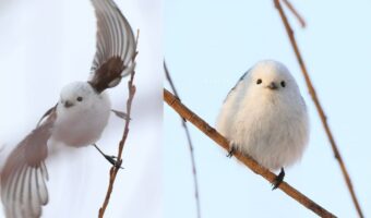 普段は可愛いシマエナガだけど、翼をひろげた姿がかっこいいと話題に！「お餅かと思ってたのに」「意外なお姿」