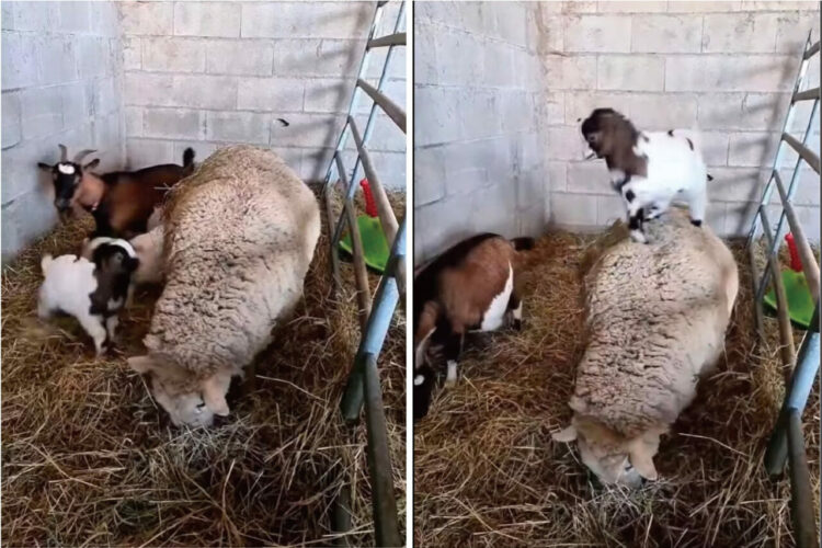 ヤギの赤ちゃんは元気いっぱい！同じ牧場で暮らすモコモコなヒツジの背中に飛び乗って無邪気に遊んでいます！！