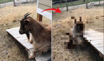 ヤギも困惑しているのか動かない・・。スロープを滑っておりようとしたヤギの身にまさかのハプニングが！！【海外・動画】