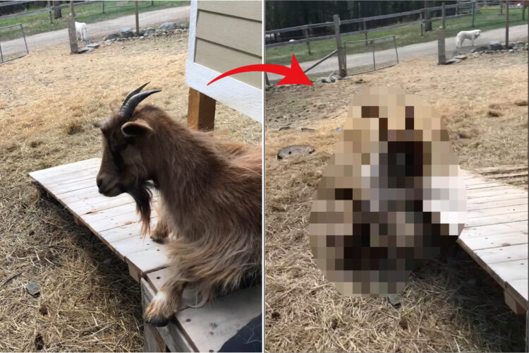 ヤギも困惑しているのか動かない・・。スロープを滑っておりようとしたヤギの身にまさかのハプニングが！！【海外・動画】