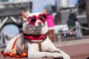 めっちゃクール！サングラスを付けたペットたちがカッコ可愛い！海外のオシャレペット10選。